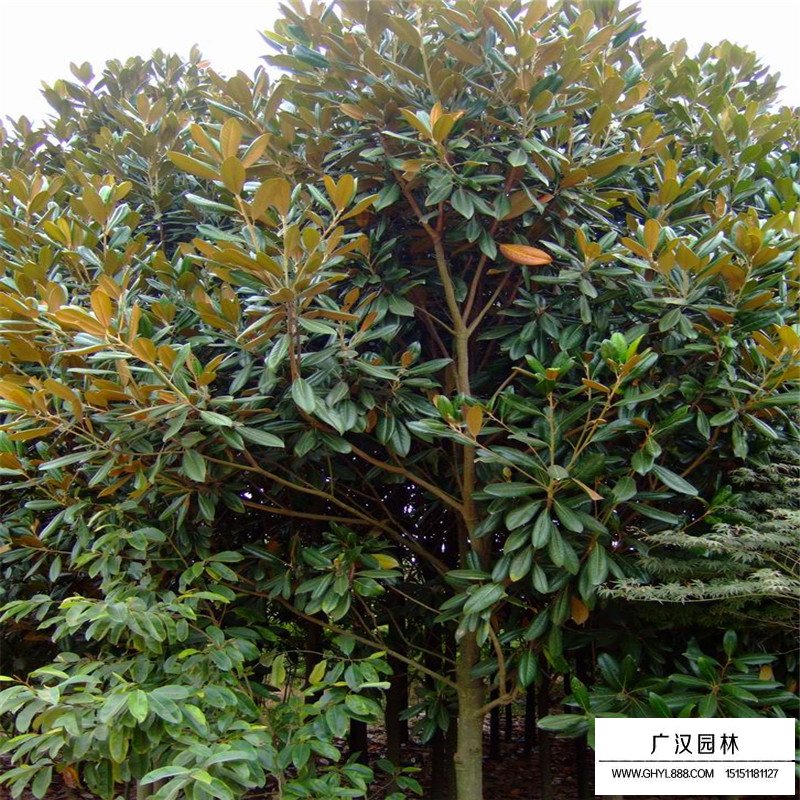 廣玉蘭價(jià)格