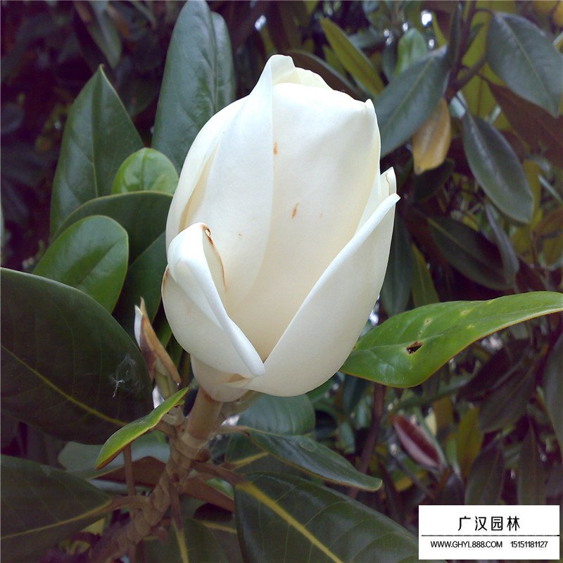 廣玉蘭價(jià)格