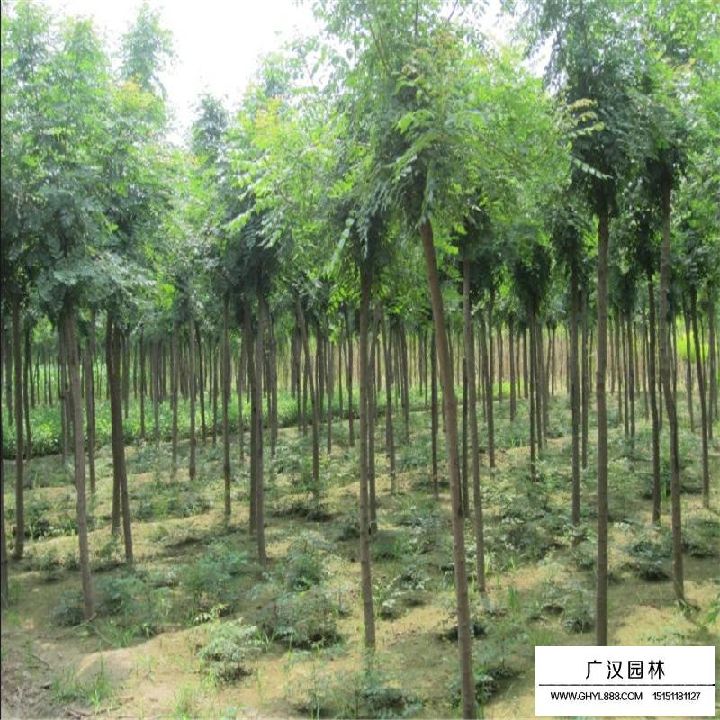 黃山欒樹(shù)批發(fā)基地