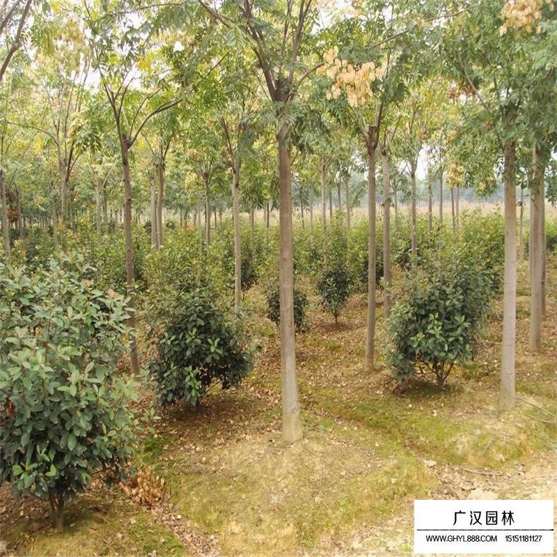 黃山欒樹(shù)批發(fā)基地