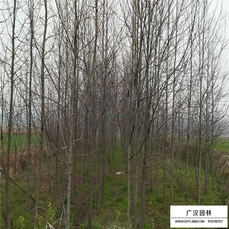 美國紅楓樹苗價格