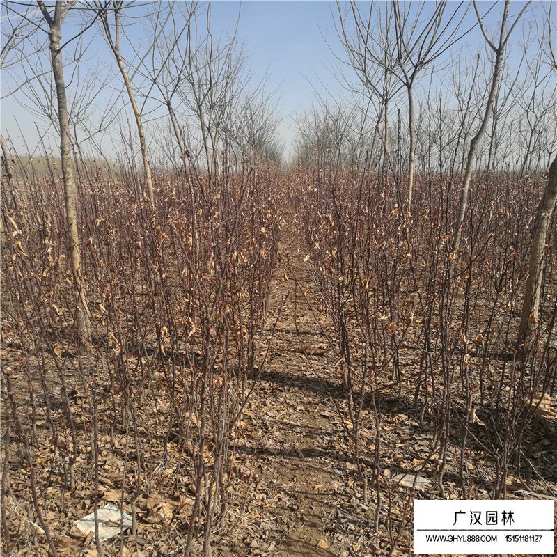 北美海棠價(jià)格