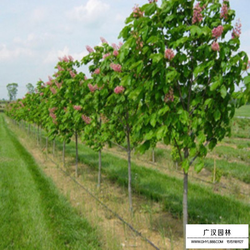 紅花七葉樹苗價格