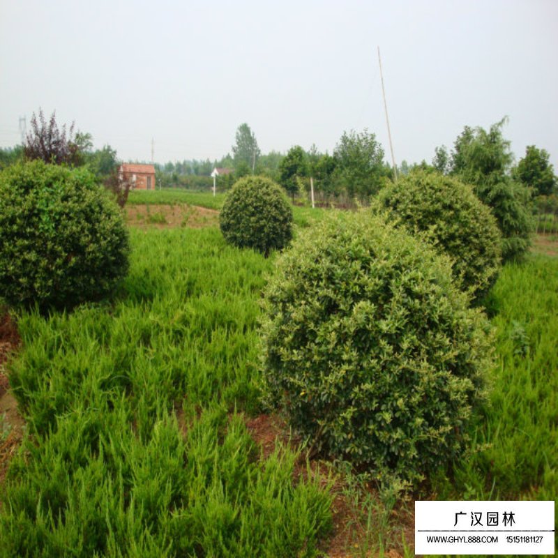 火棘苗批發(fā)