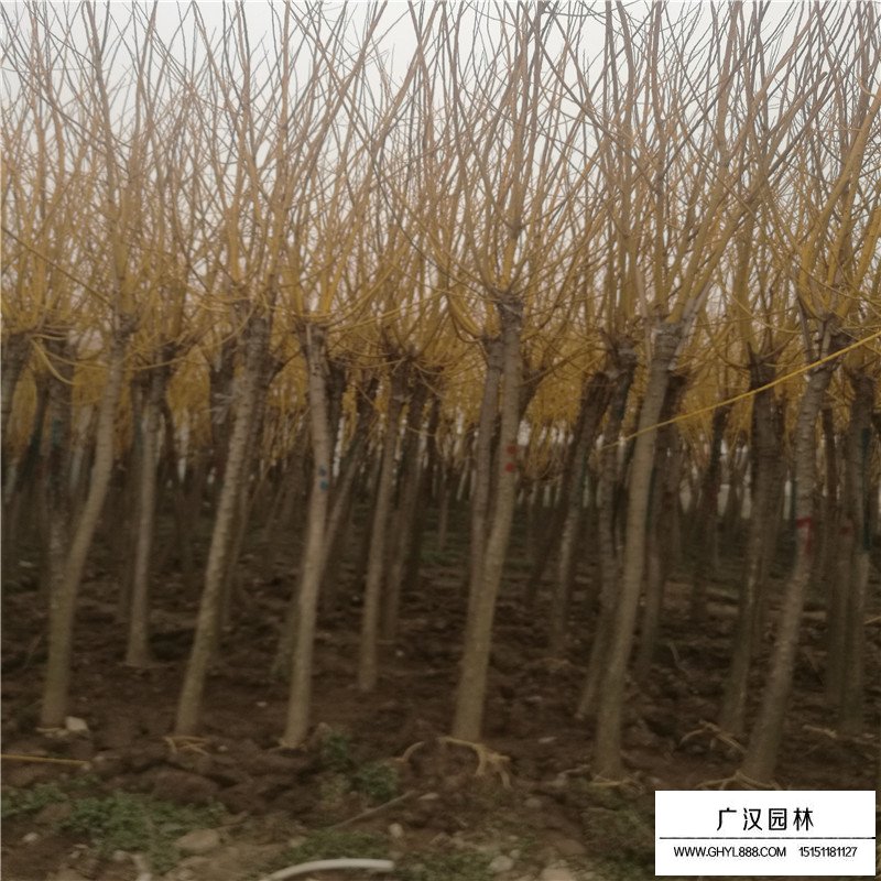 黃金槐樹苗價(jià)格