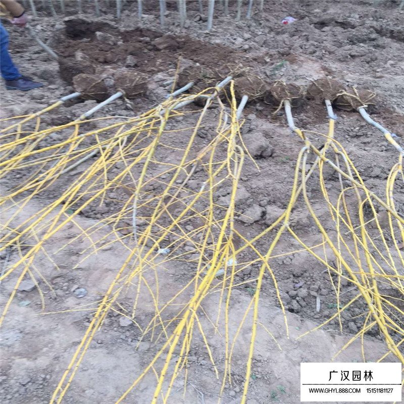 黃金槐樹苗價(jià)格