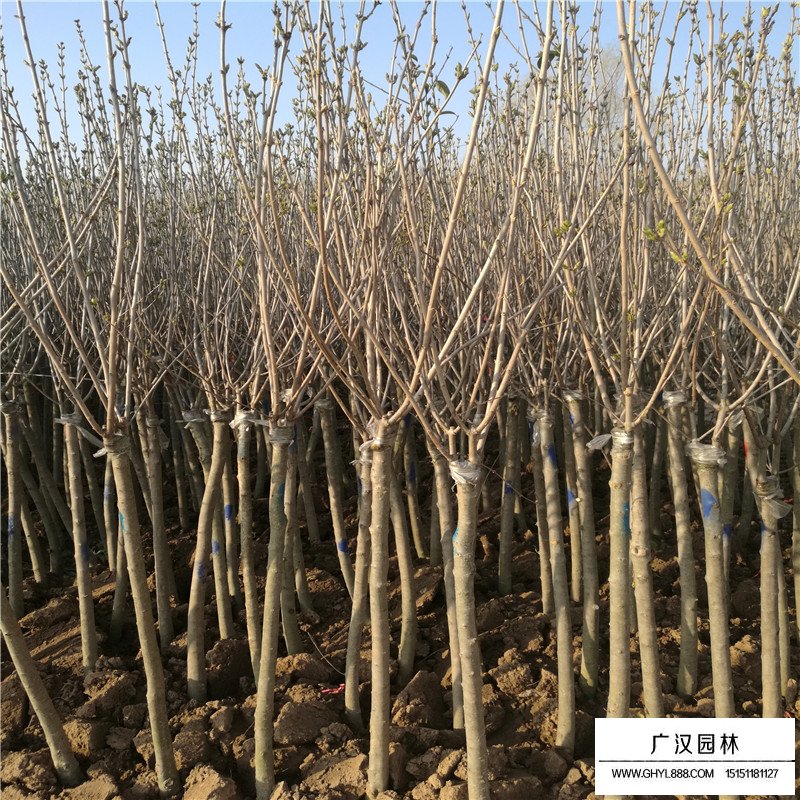 丁香小苗多少錢