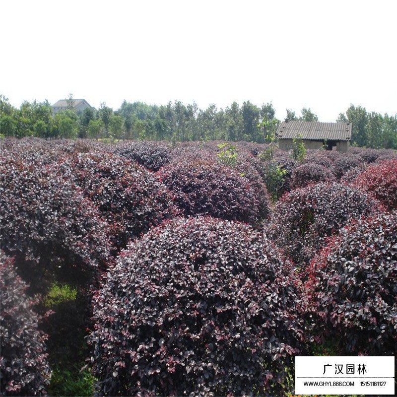 紅花繼木小苗價(jià)格