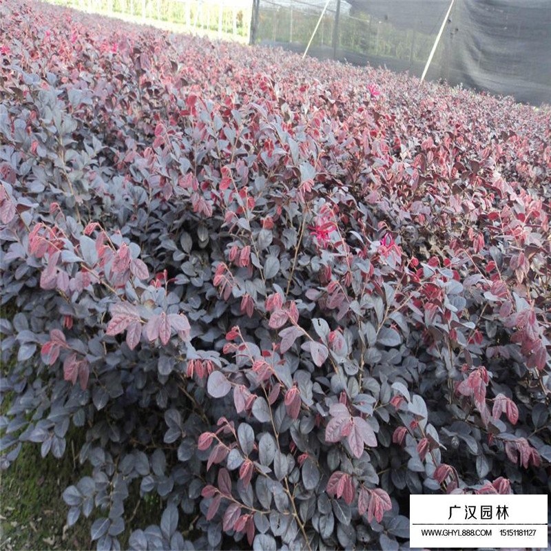 紅花繼木小苗價(jià)格