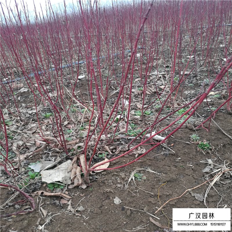 紅瑞木價(jià)格