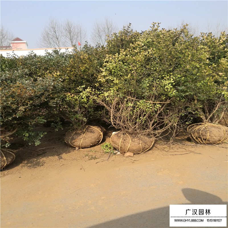 瓜子黃楊球基地
