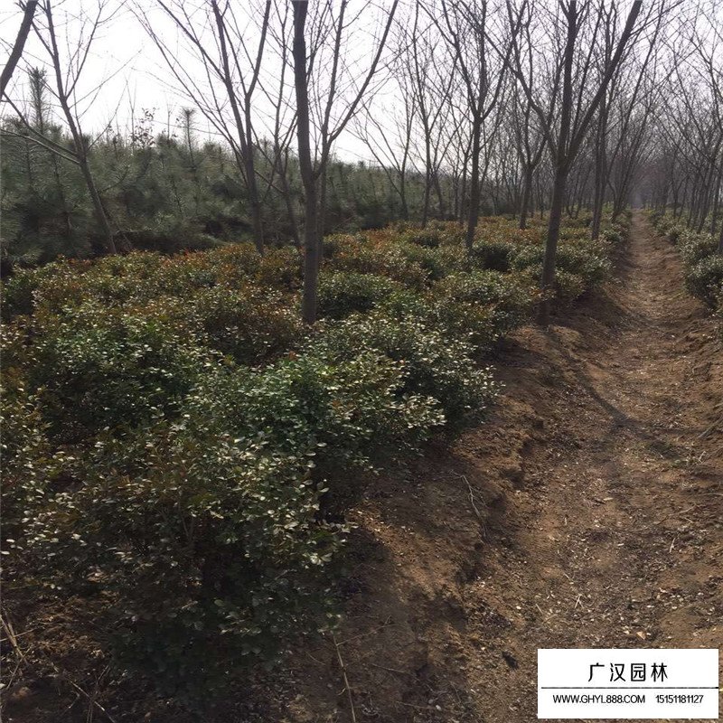 瓜子黃楊球基地