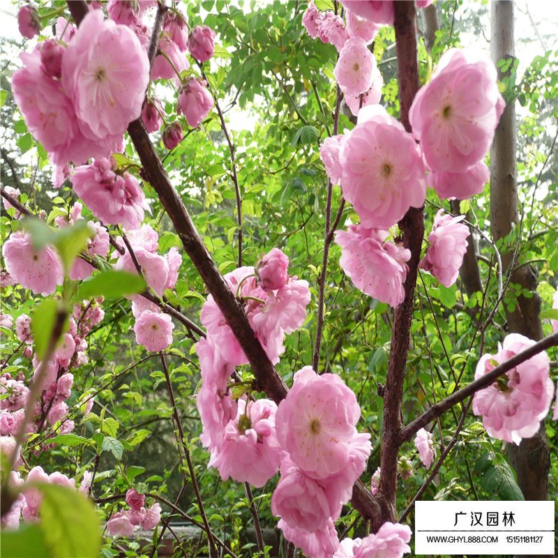 叢生榆葉梅基地