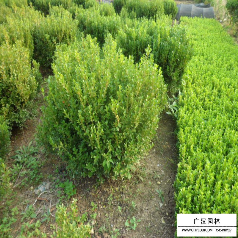 豆瓣黃楊球價(jià)格