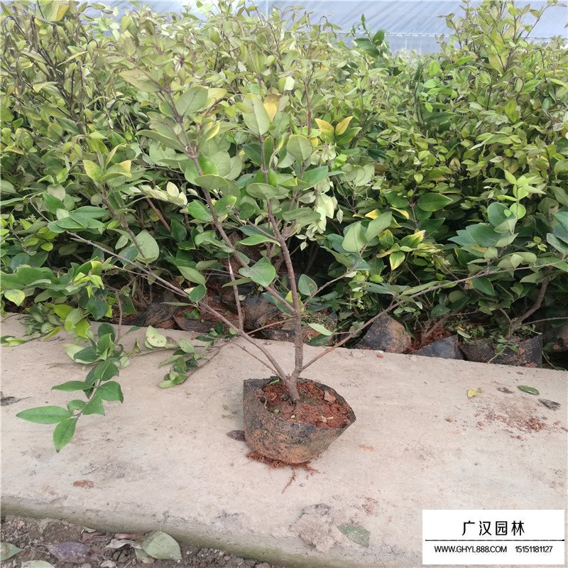 金森女貞報(bào)價(jià)