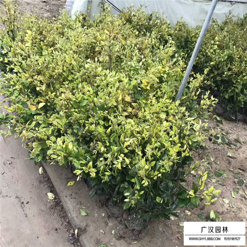 金森女貞報(bào)價(jià)