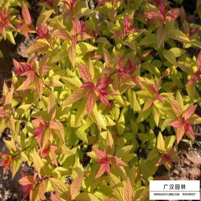 金山繡線菊價(jià)格