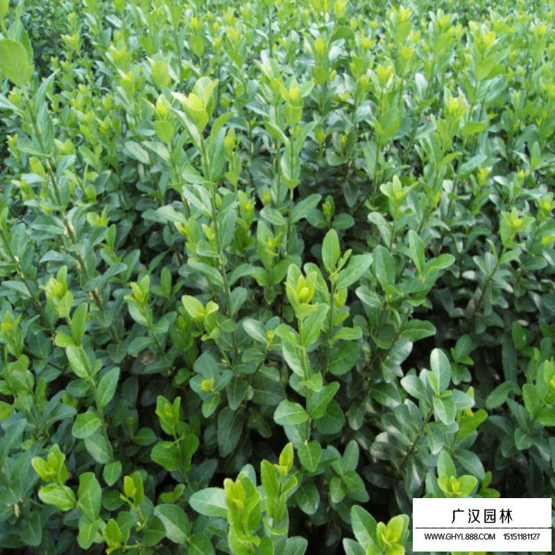 膠東衛(wèi)矛價(jià)格