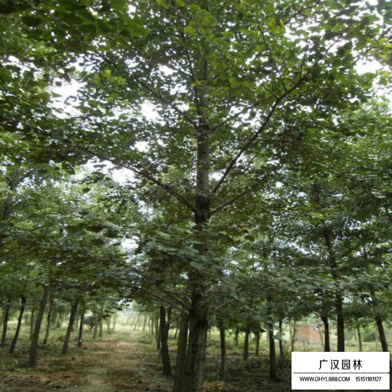 嫁接銀杏價(jià)格