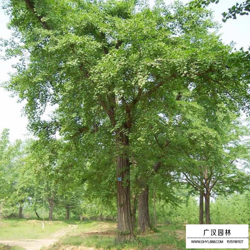 嫁接銀杏價(jià)格