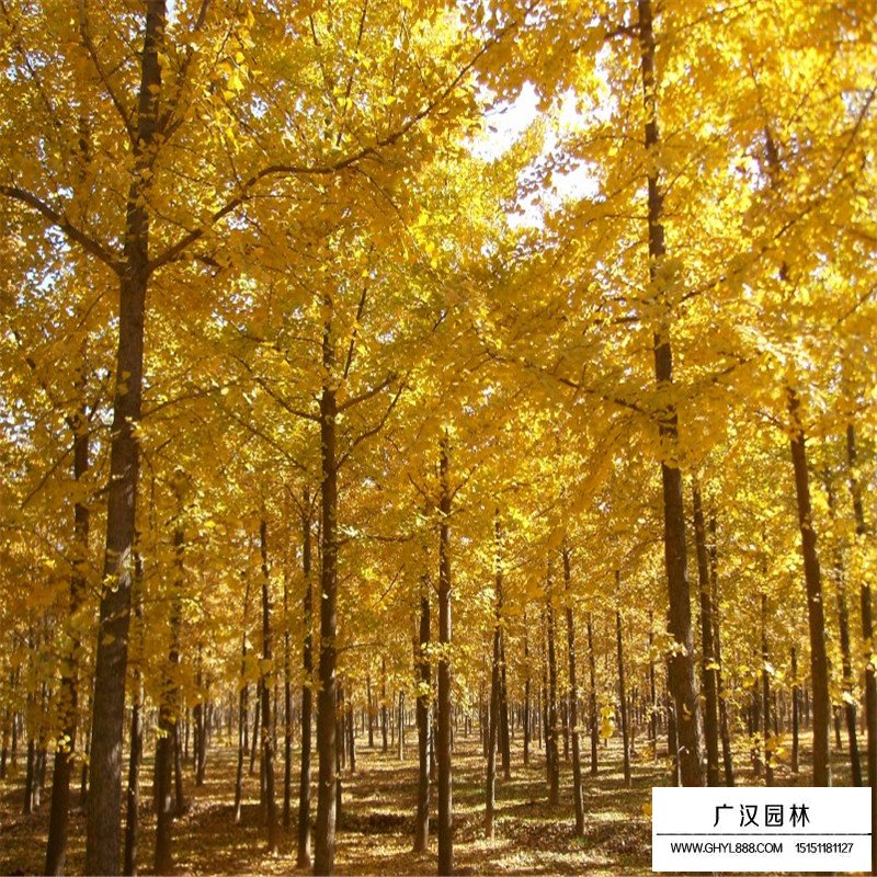 實(shí)生銀杏樹和嫁接銀杏樹的優(yōu)缺點(diǎn)分析(圖1)