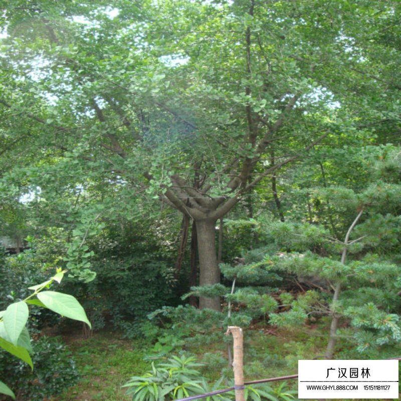 實(shí)生銀杏樹和嫁接銀杏樹的優(yōu)缺點(diǎn)分析(圖5)