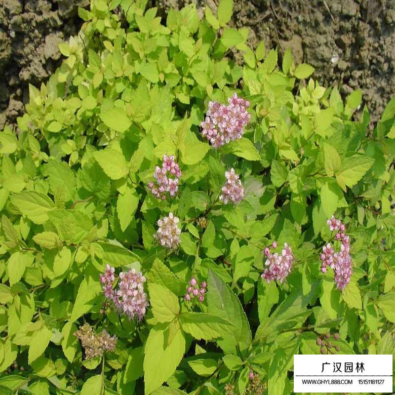 金焰繡線菊和金山繡線菊有什么區(qū)別(圖2)