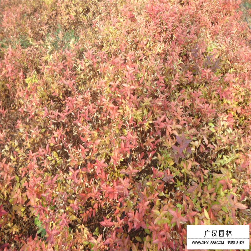 金焰繡線菊和金山繡線菊有什么區(qū)別(圖4)