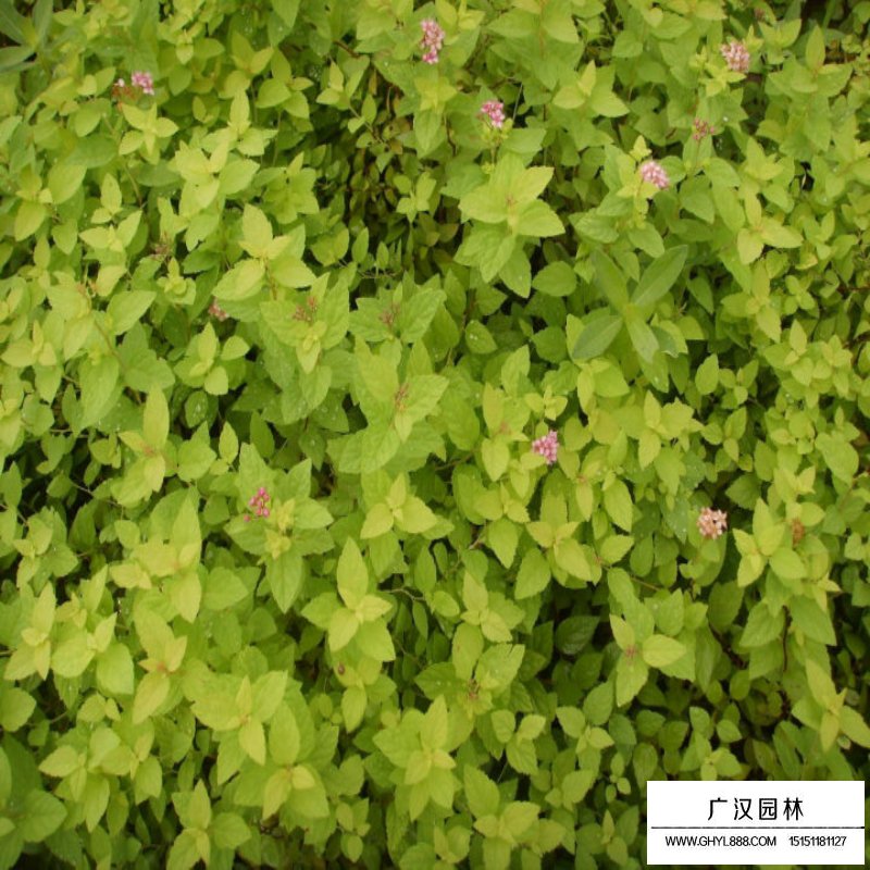 金焰繡線菊和金山繡線菊有什么區(qū)別(圖5)