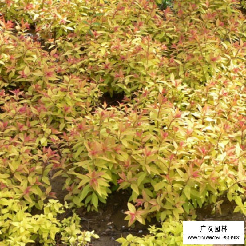 金焰繡線菊和金山繡線菊有什么區(qū)別(圖7)