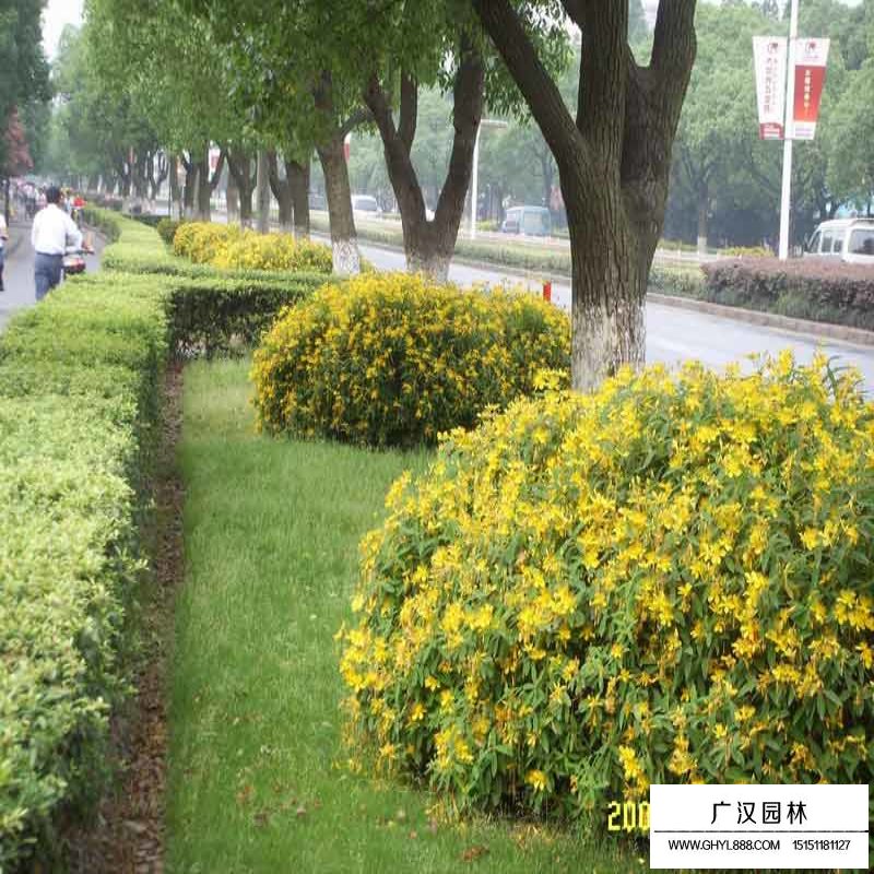 金絲桃價(jià)格