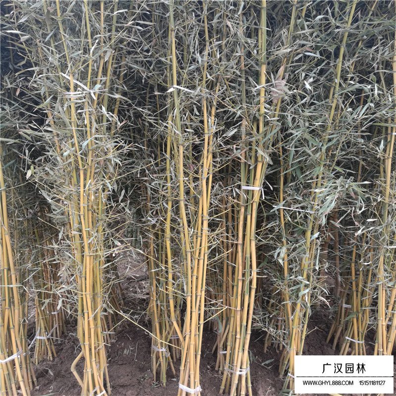 金鑲玉竹的價格