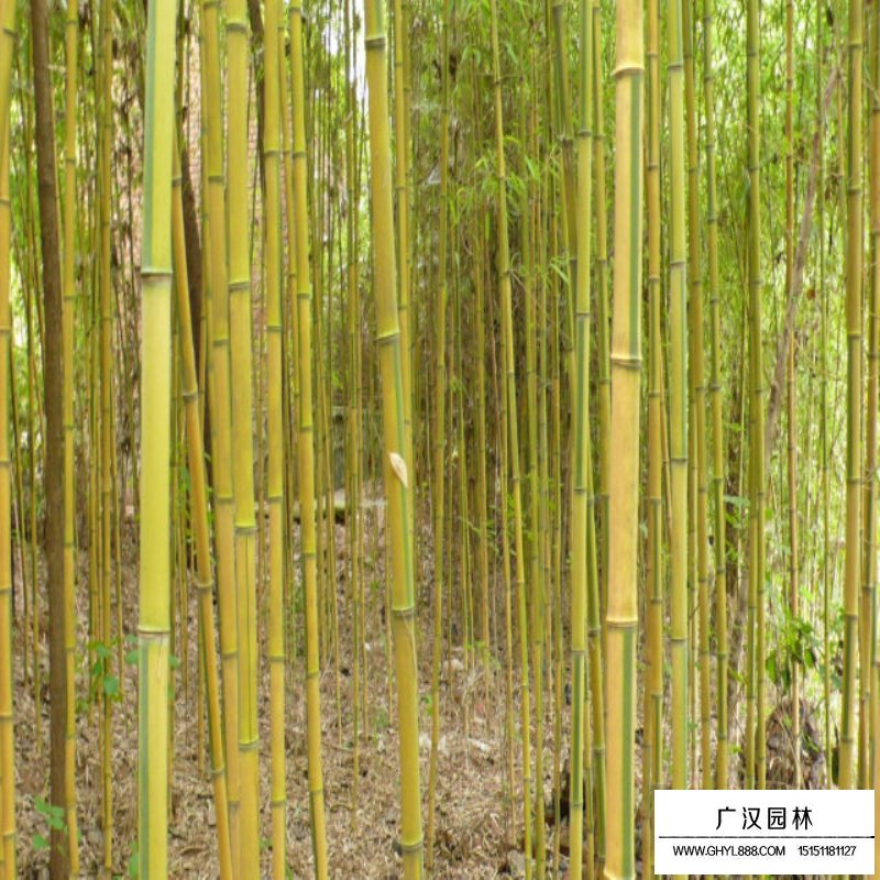 金鑲玉竹的價格