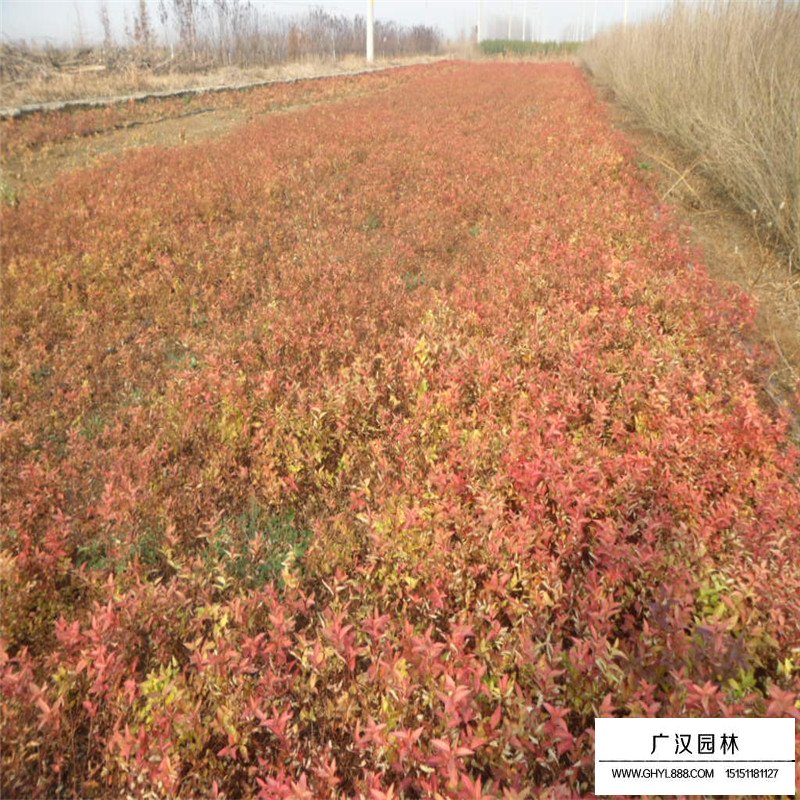 金焰繡線菊苗價格