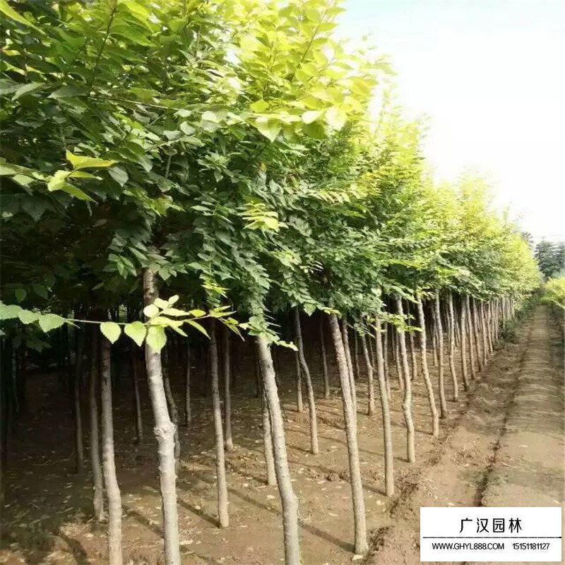 金葉榆小苗價格