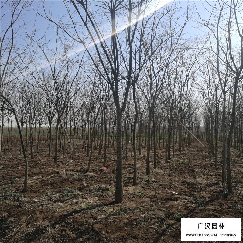 金葉國槐批發(fā)價格