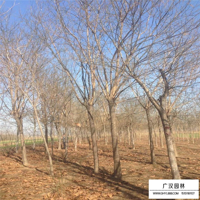 金葉國槐批發(fā)價格