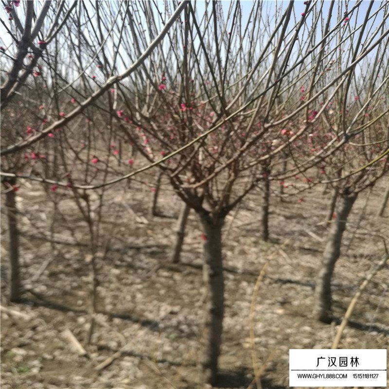 紅梅都是用什么嫁接的