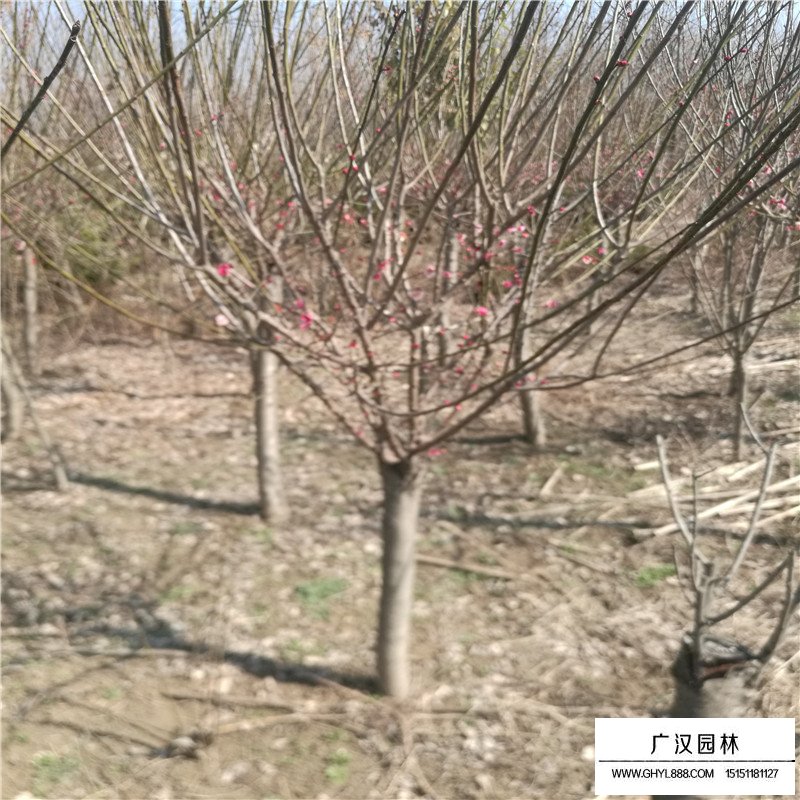 紅梅都是用什么嫁接的