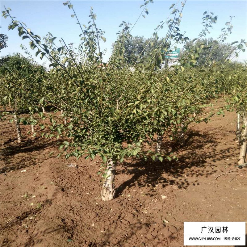 紅梅都是用什么嫁接的