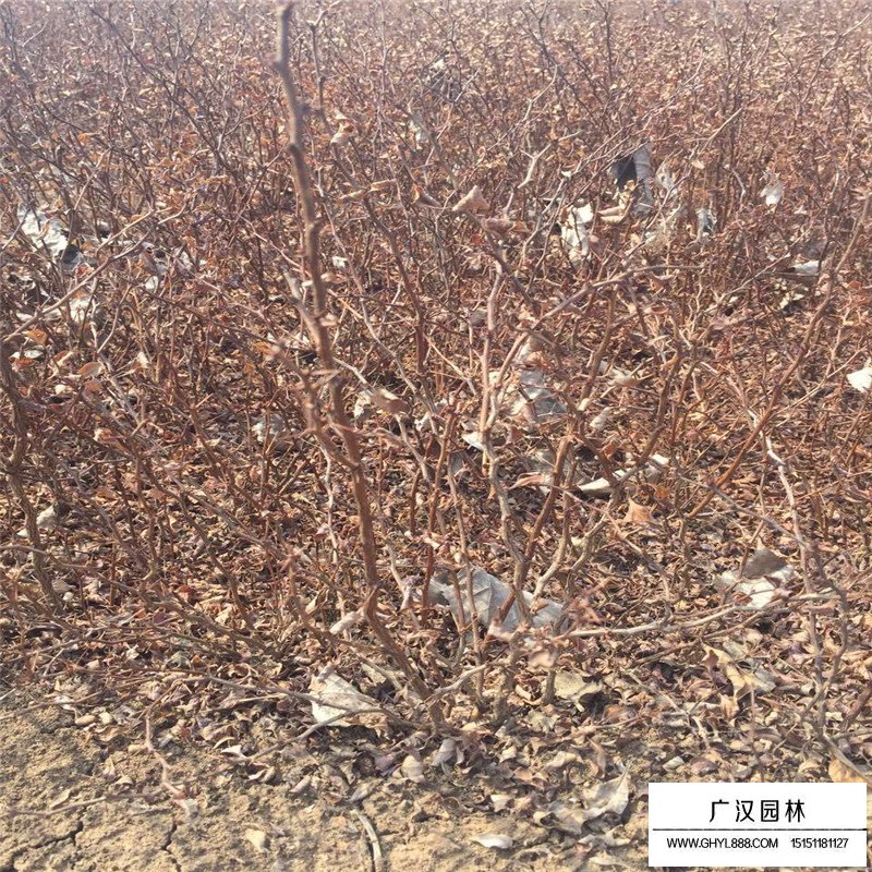 沭陽紅葉小檗基地