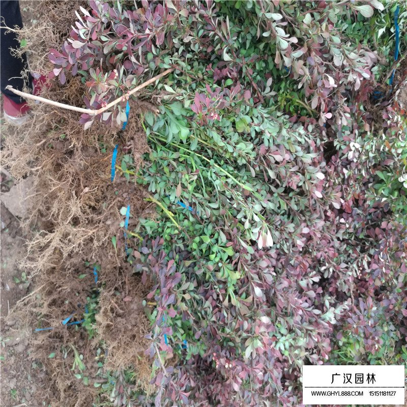 沭陽紅葉小檗基地