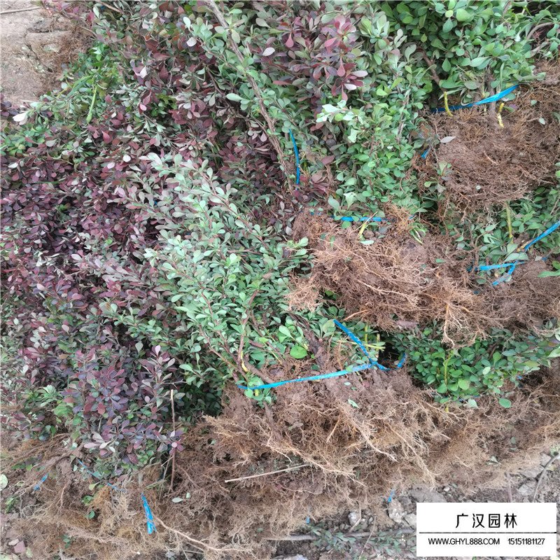 沭陽紅葉小檗基地