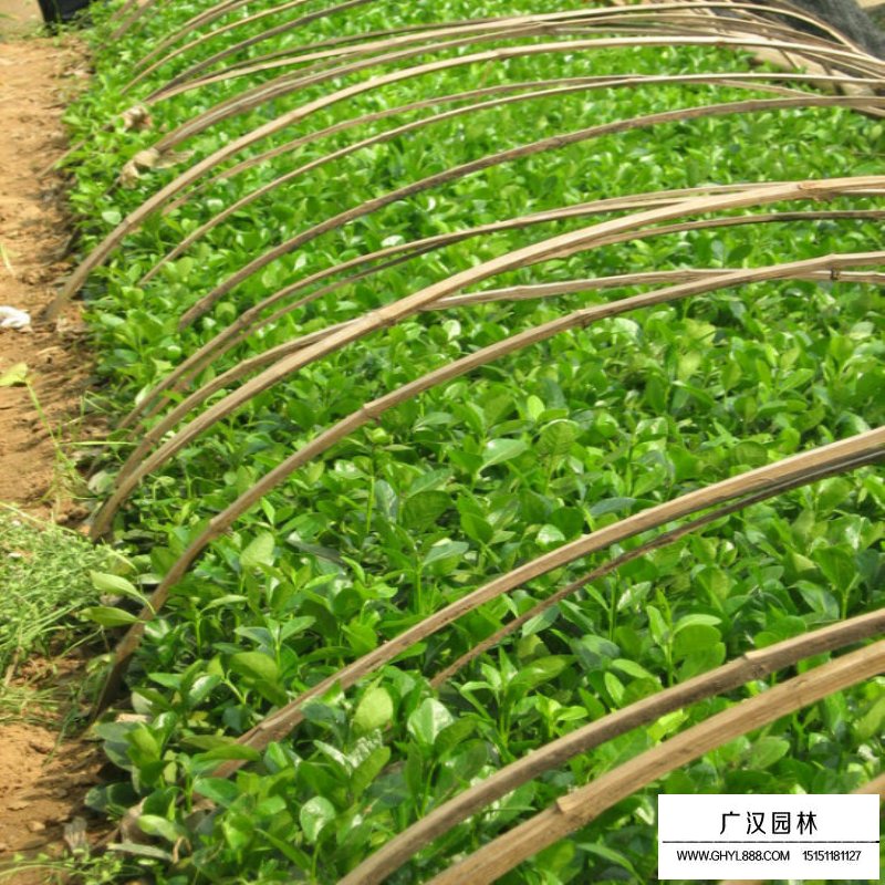 沭陽(yáng)膠東衛(wèi)矛價(jià)格