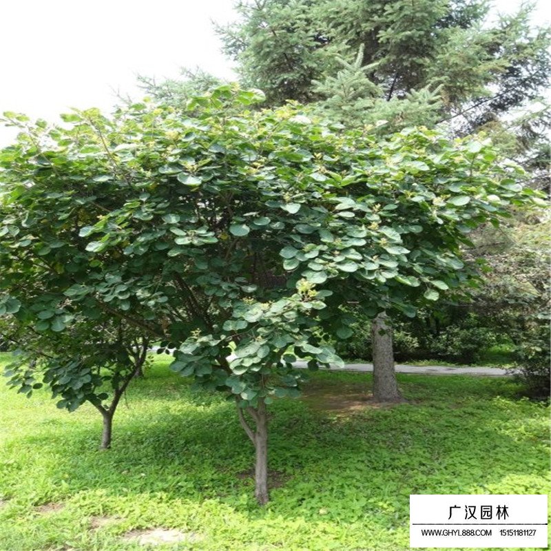 沭陽(yáng)黃櫨價(jià)格