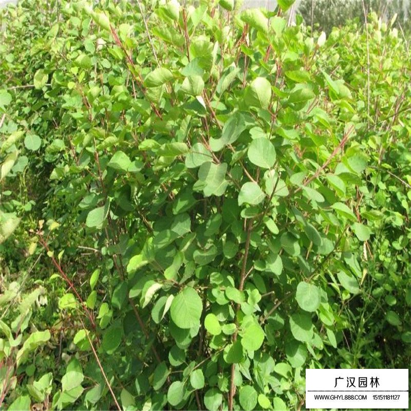 沭陽(yáng)黃櫨價(jià)格