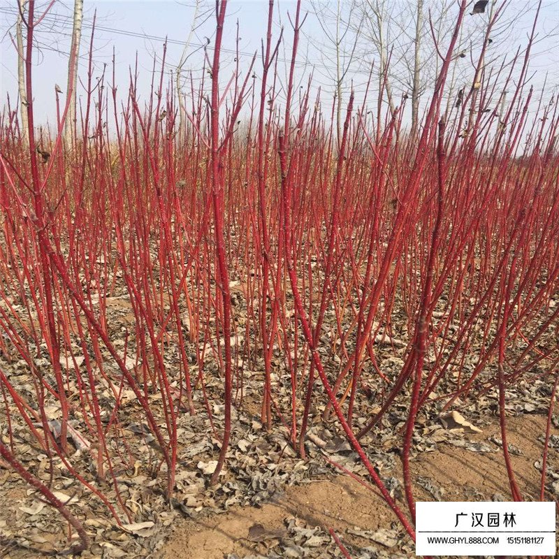 沭陽紅瑞木價格