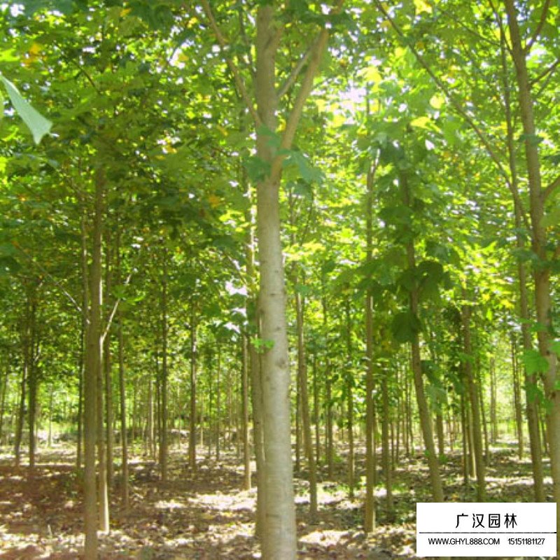 沭陽馬褂木基地