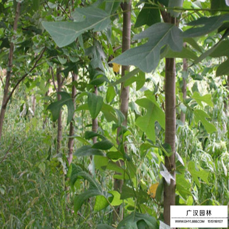 沭陽馬褂木基地