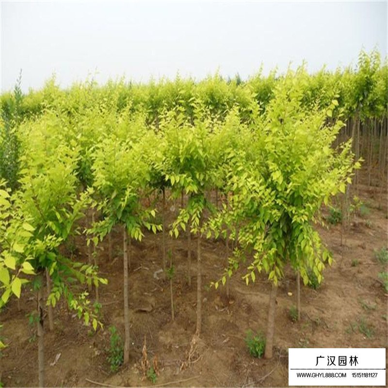 沭陽金葉榆基地